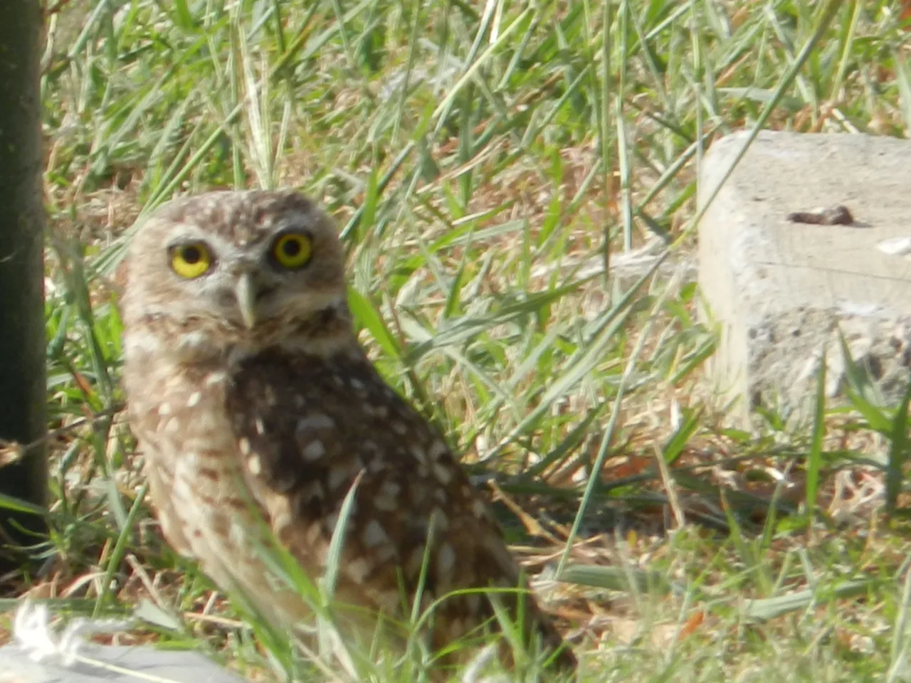DSCN4476.JPG