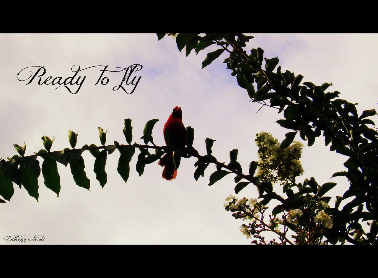Ready to fly.jpg