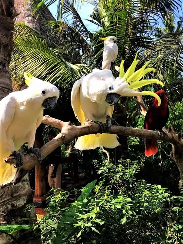 photo-quest-birds-cockatoo