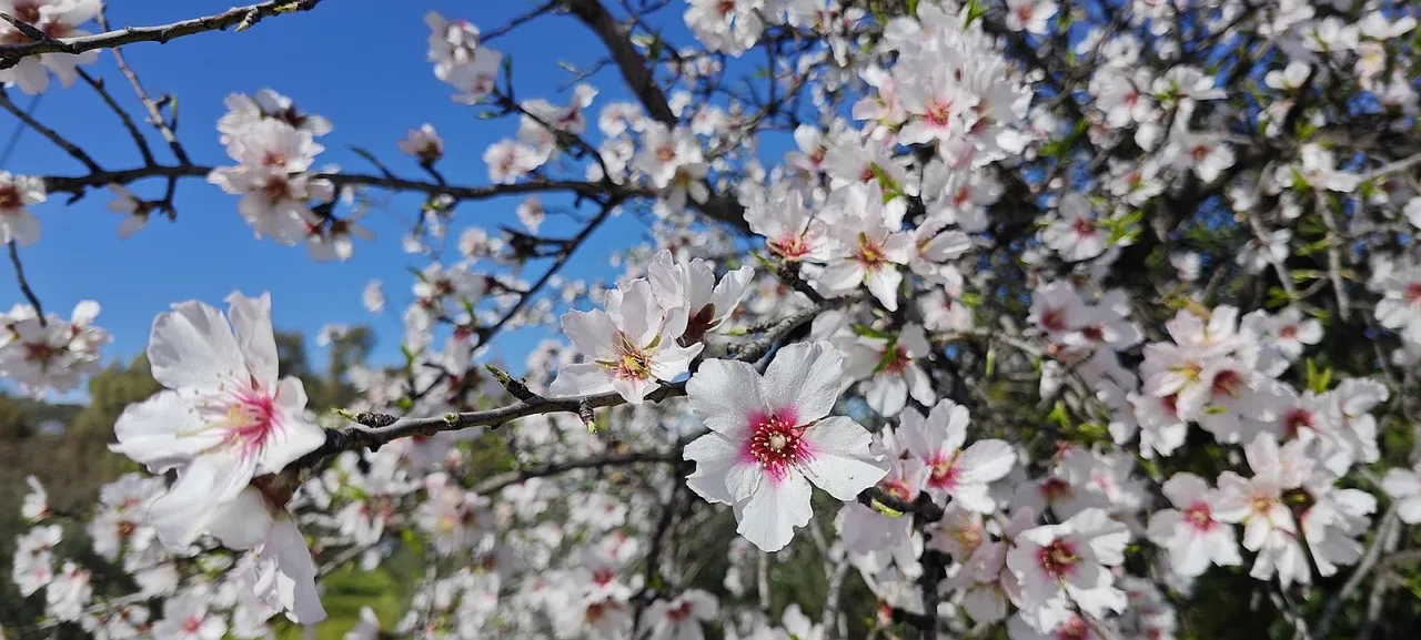Mandelblüte.jpg