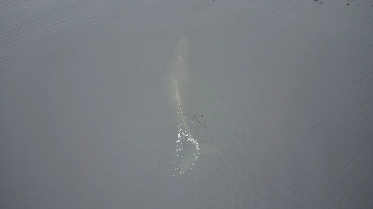DJI_0104.JPG