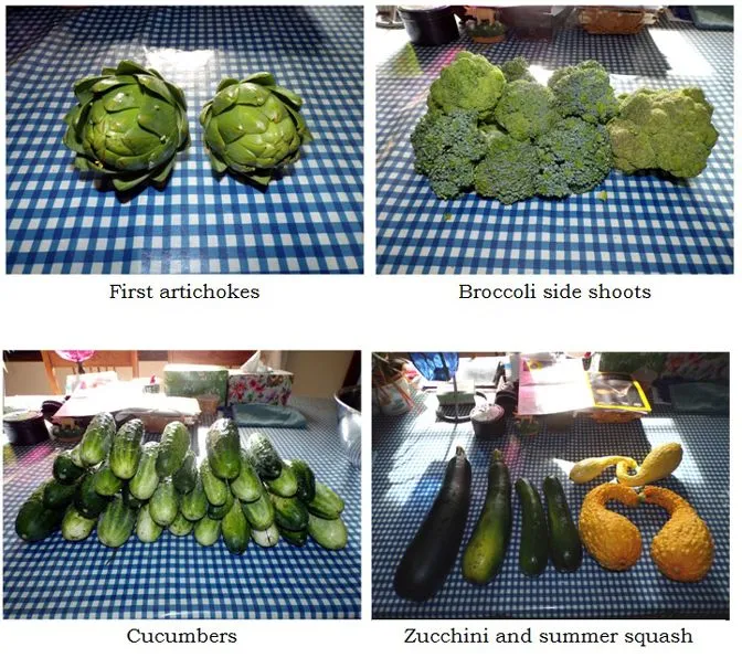 Harvest - collage text crop August 2024.jpg