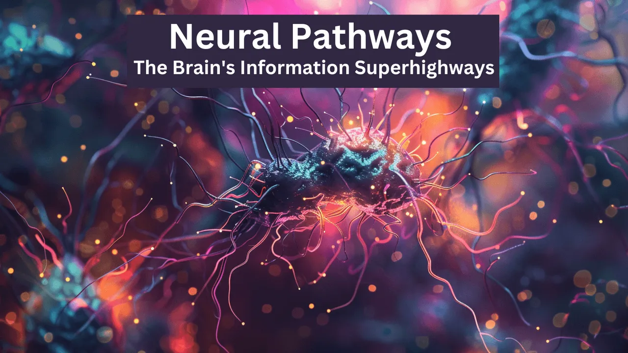 Neural Pathways The Brain's Information Superhighways.png