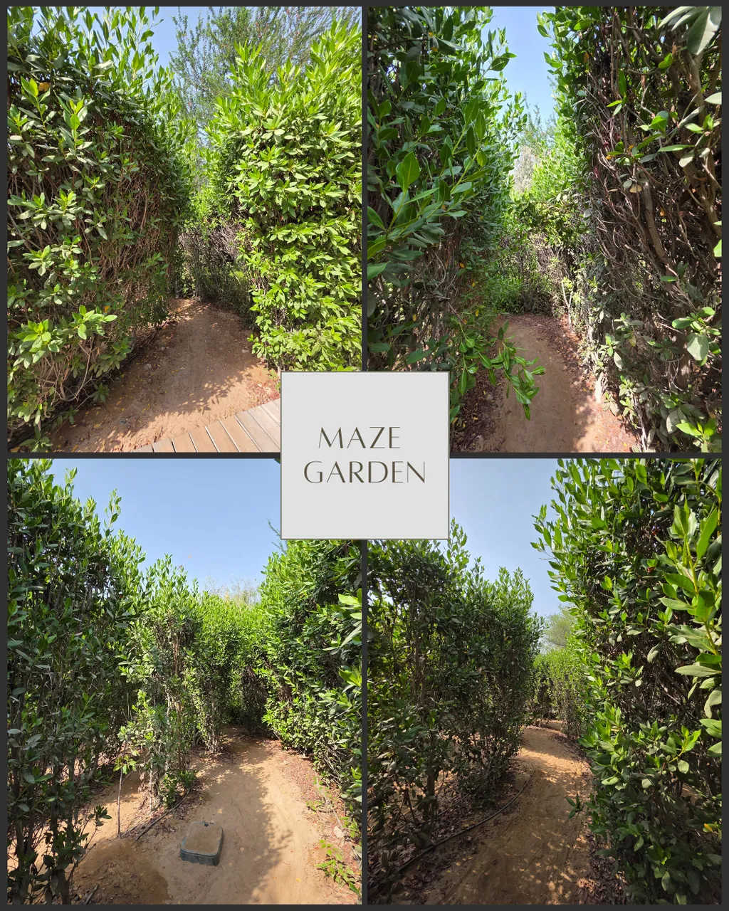 maze garden.png