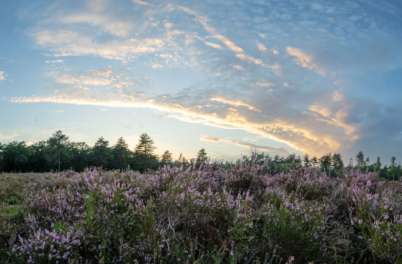 2X9A7640-Pano.jpg