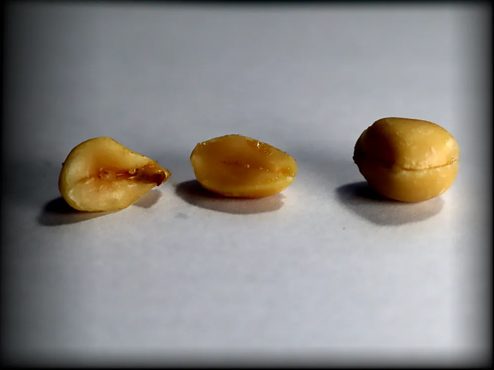 Kacang1