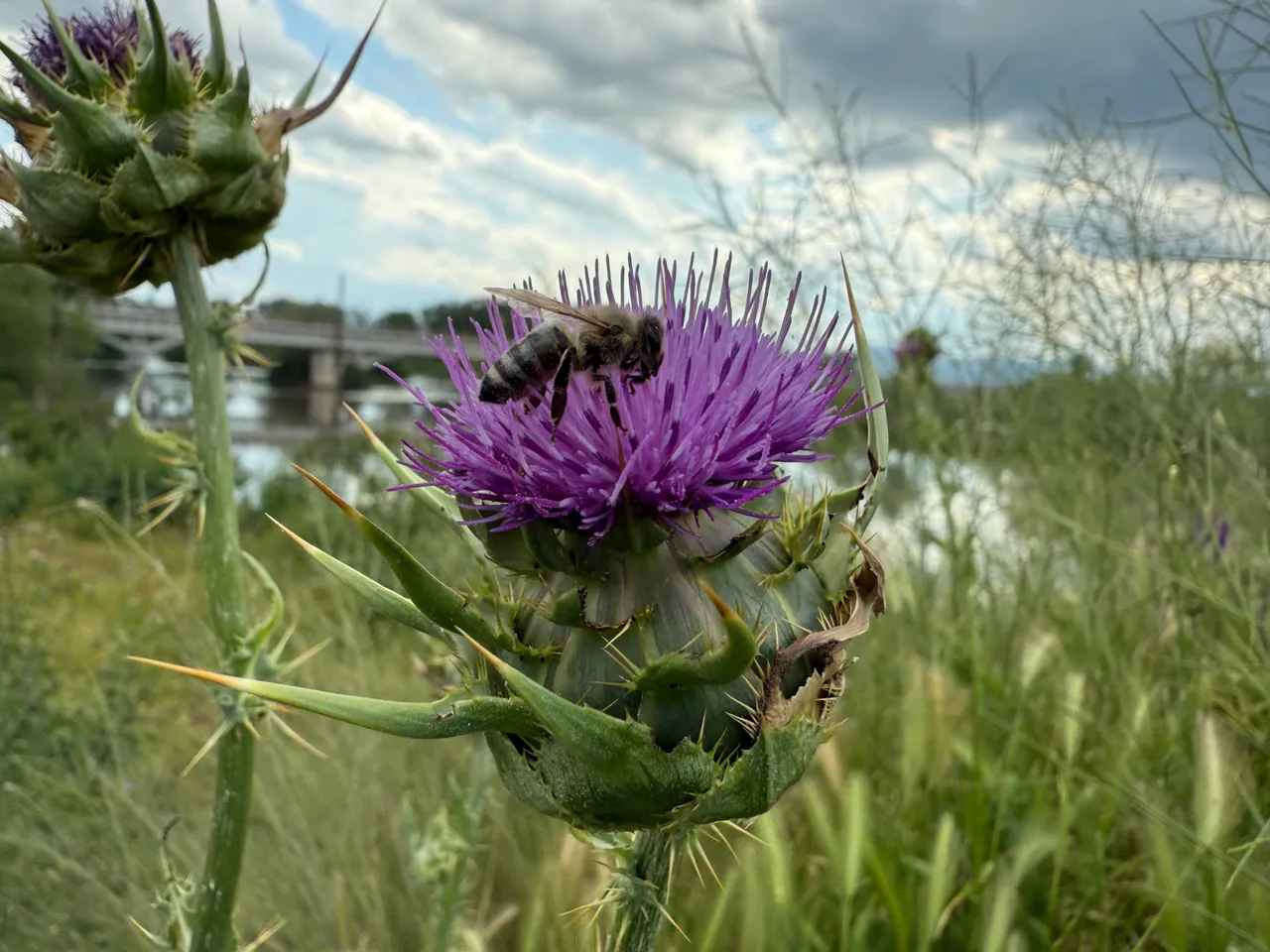 IMG_0077.jpeg