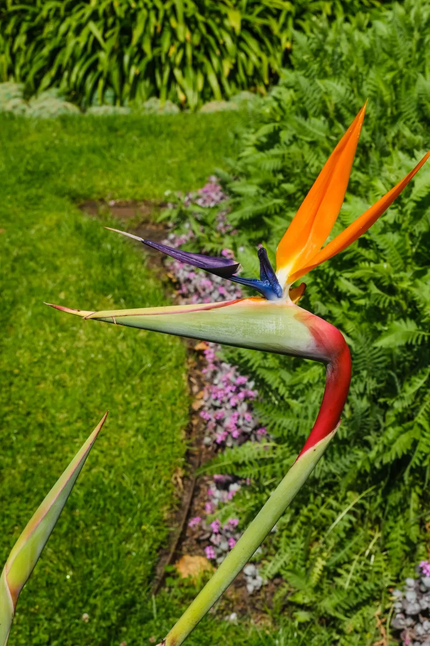 Bird of Paradise (1 of 1).jpg