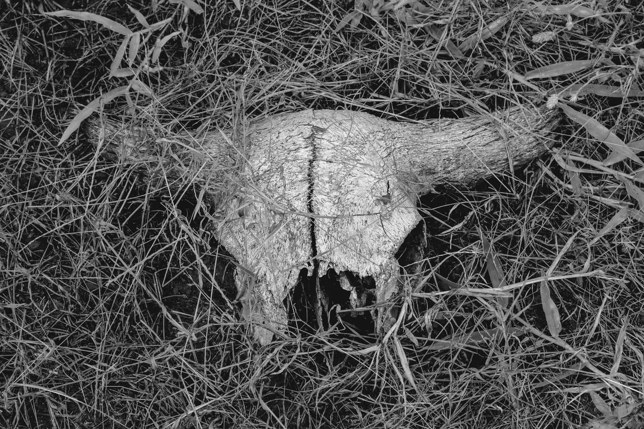 Skull (1 of 1).jpg