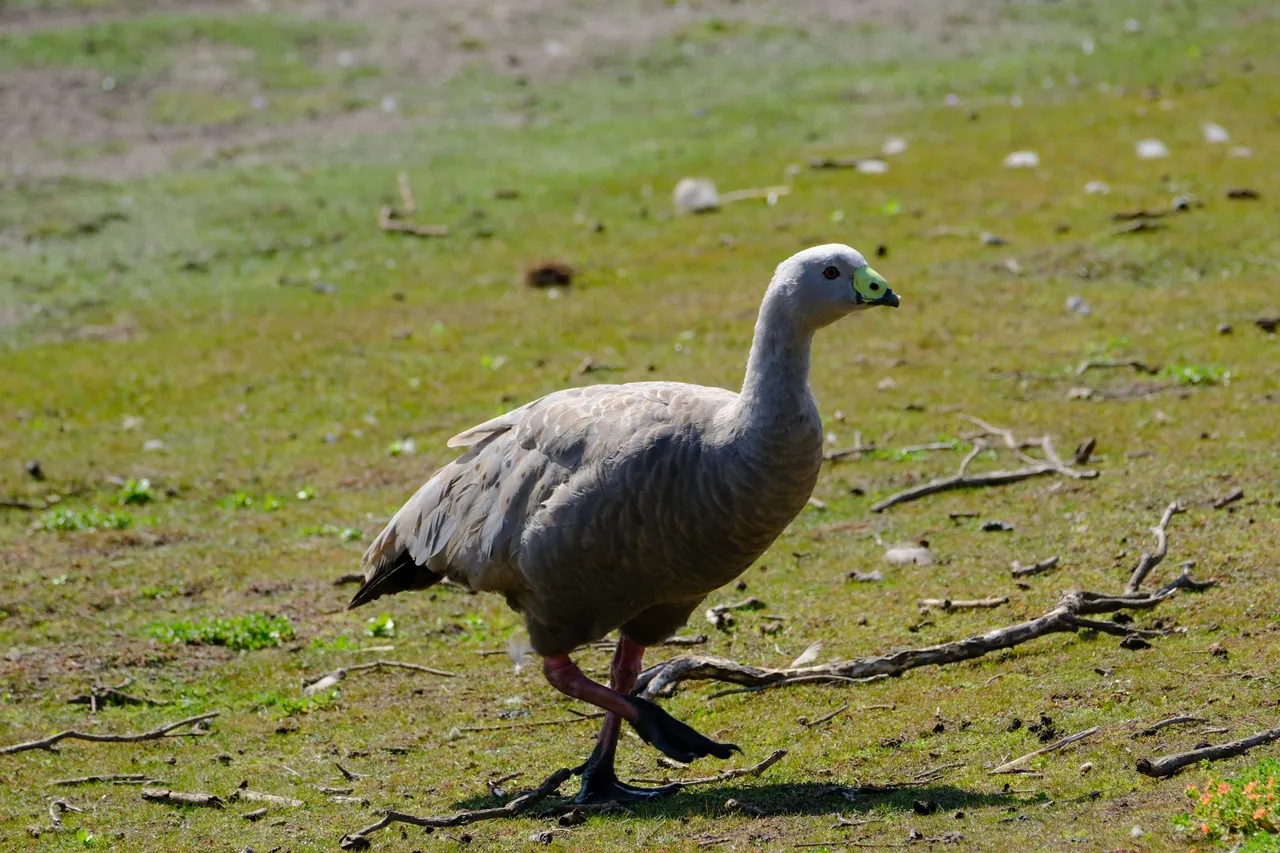 Cape Barren Goose 2.jpg