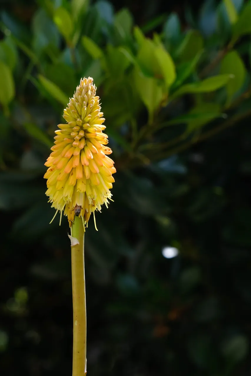 Yellow Flower (1 of 1).jpg