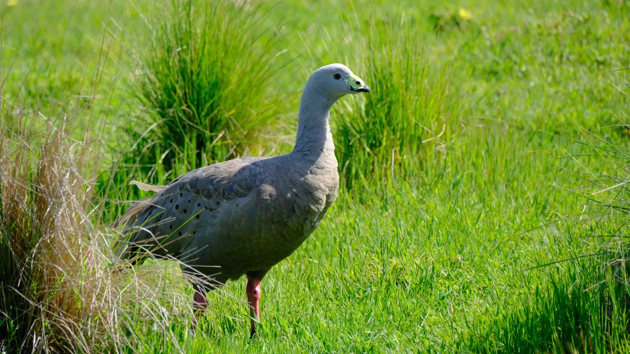 Cape Barren Goose.jpg