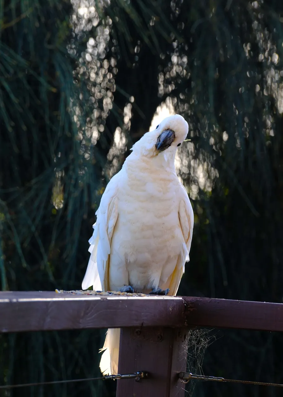 Cockatoo Skeptical (1 of 1).jpg