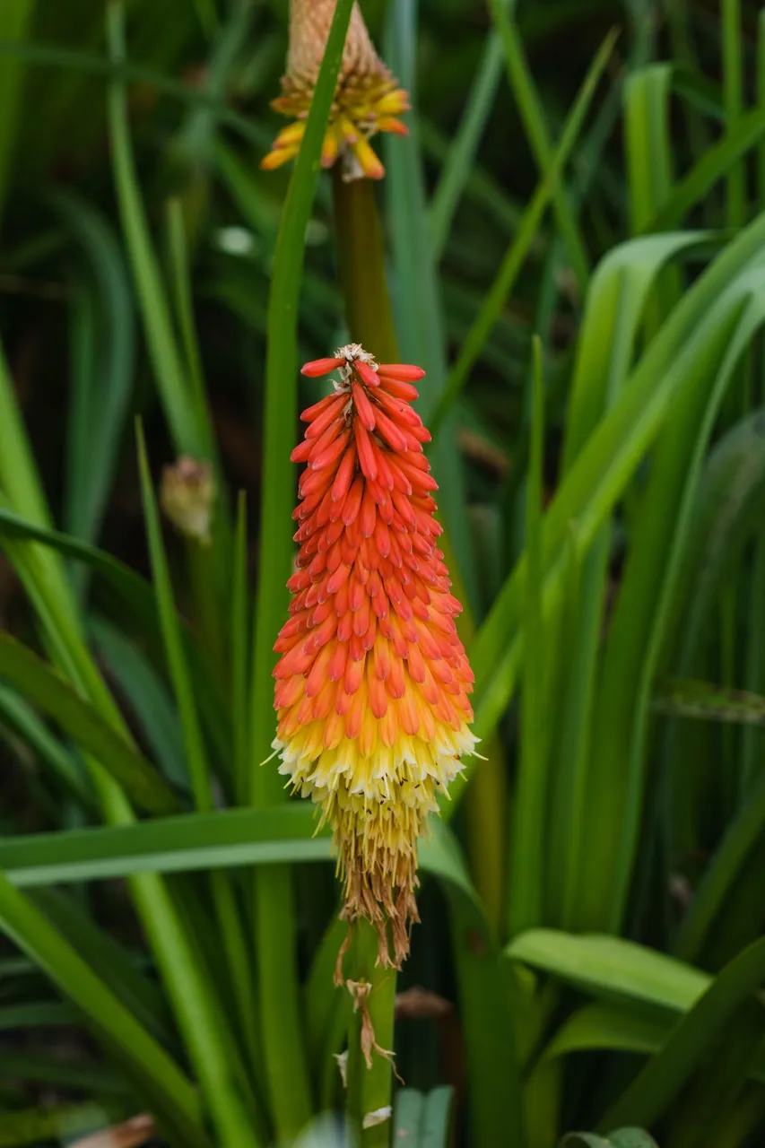 Red and Yellow Flower (1 of 1).jpg