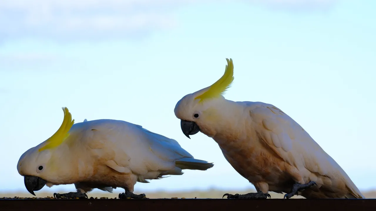 Cockatoo Double (1 of 1).jpg