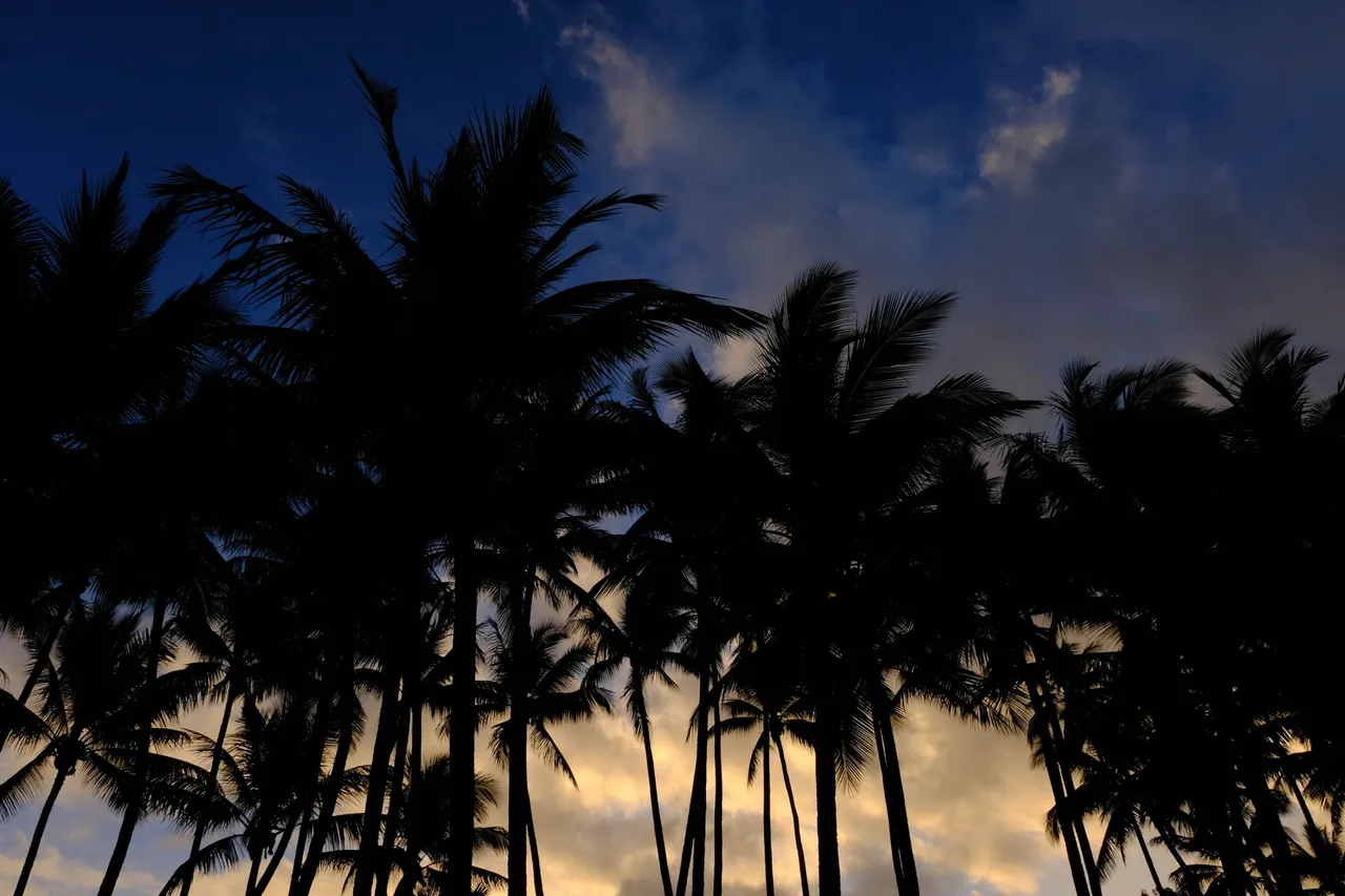 Palm Cove Palms.jpg