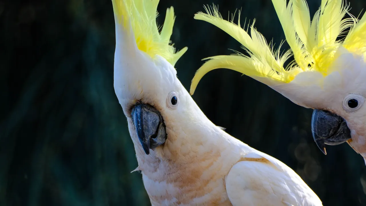 Cockatoo the two (1 of 1).jpg