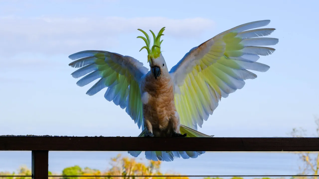 Cockatoo Wings (1 of 1).jpg