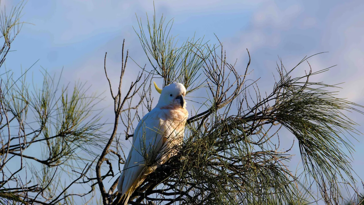 Cockatoo in tree (1 of 1).jpg