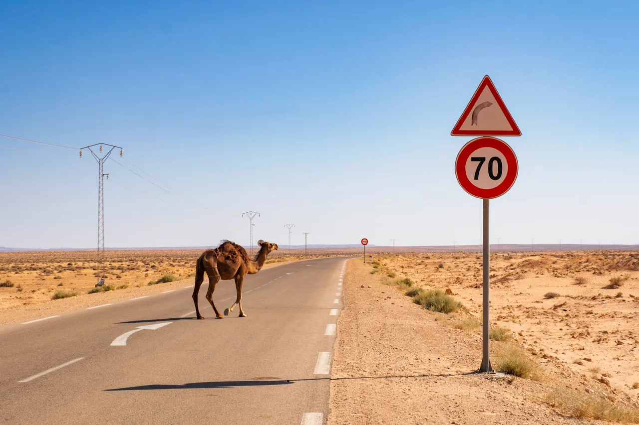 Camel and Sign.jpg