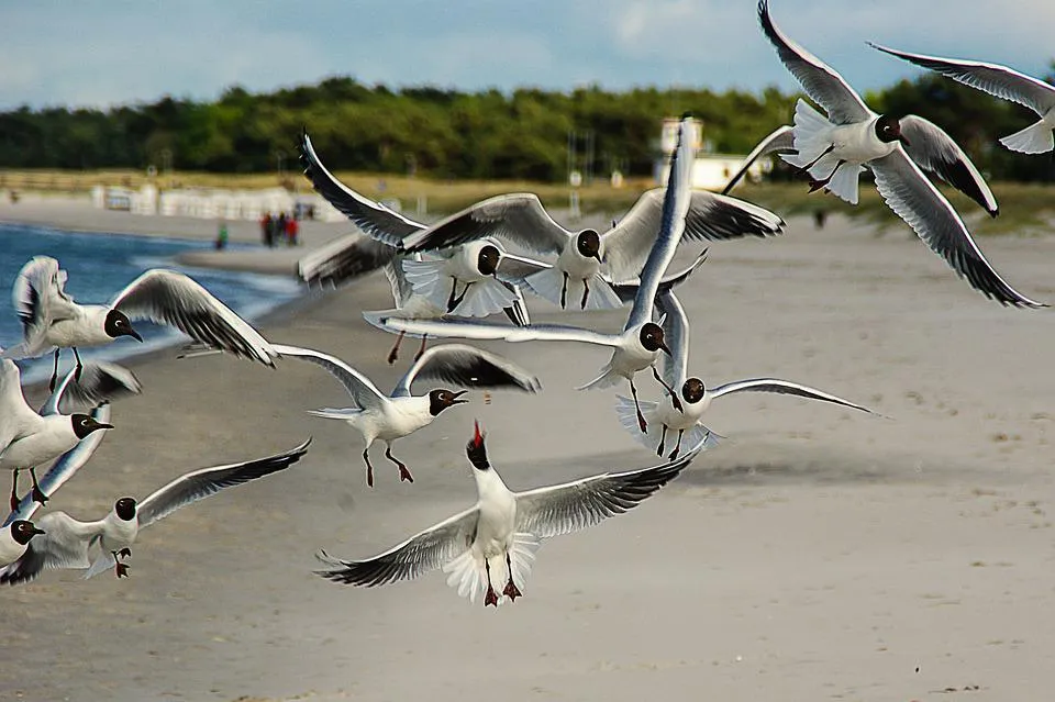 black-headed-gulls-361142_960_720.jpg