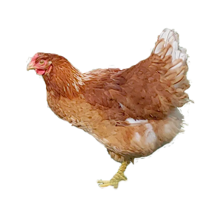 2_chicken.png