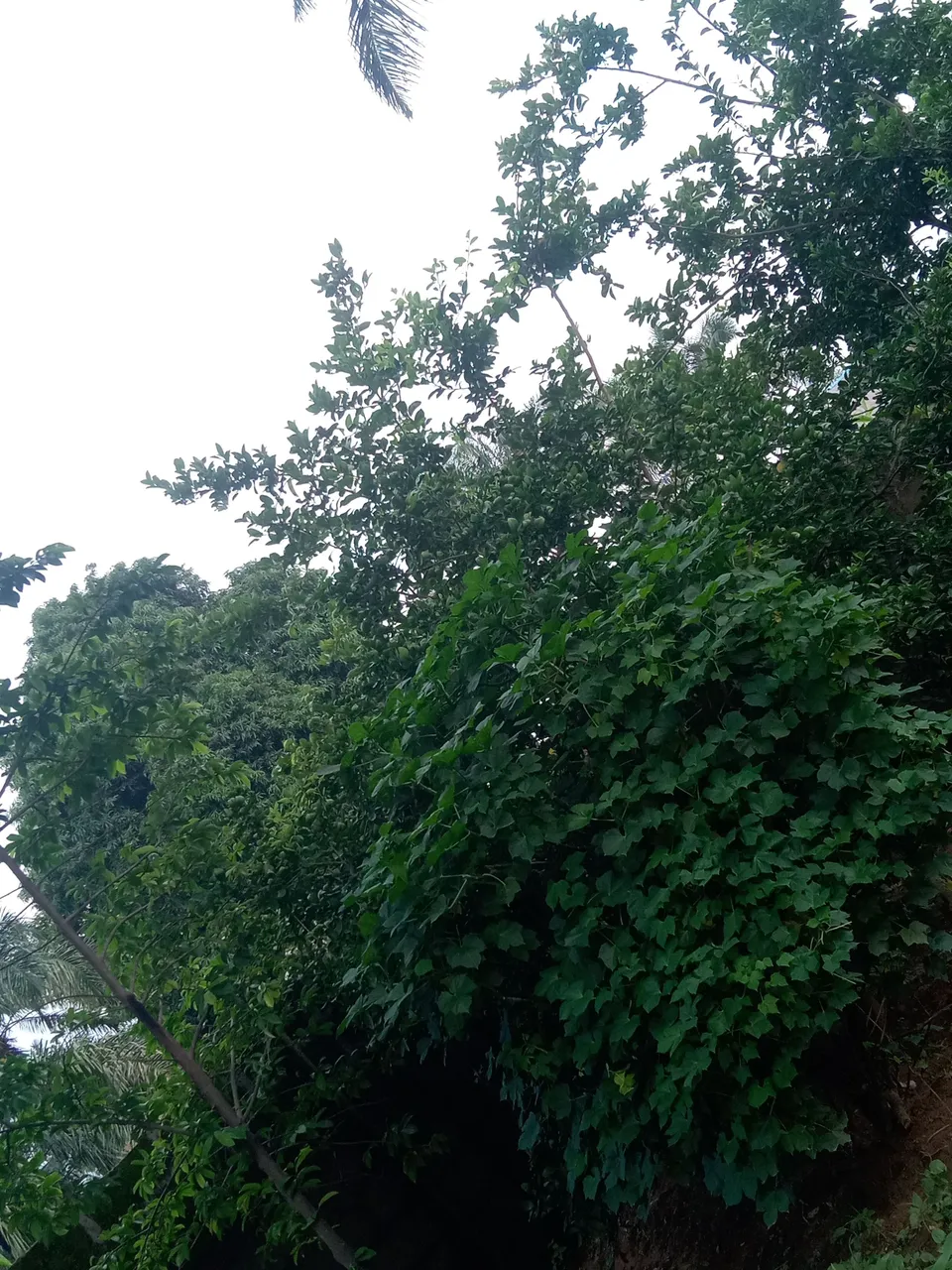 IMG_20250801_175222.jpg