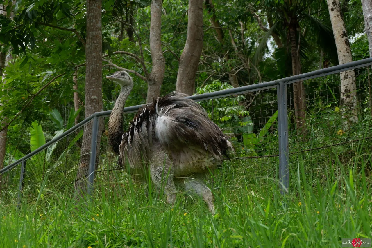 Cebu Safari (114).JPG