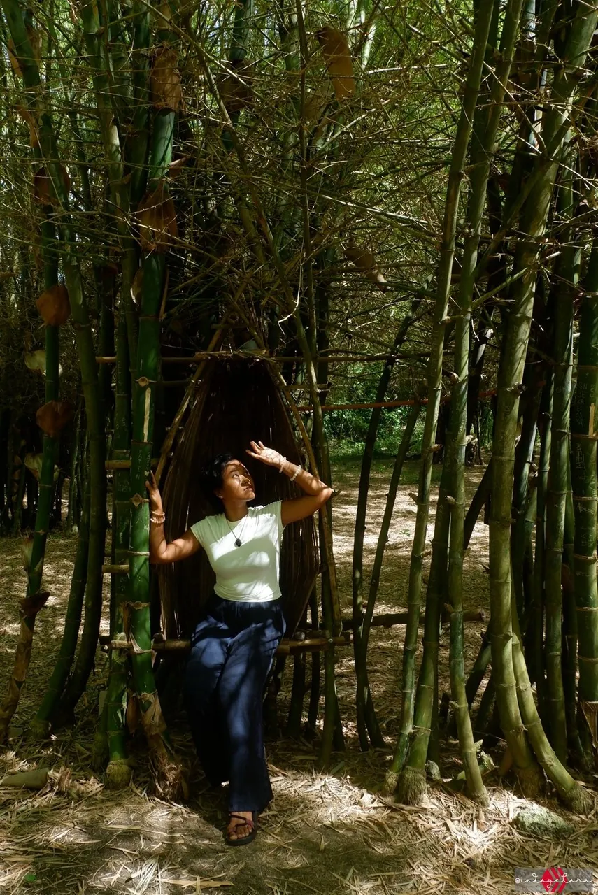 bamboo46.JPG