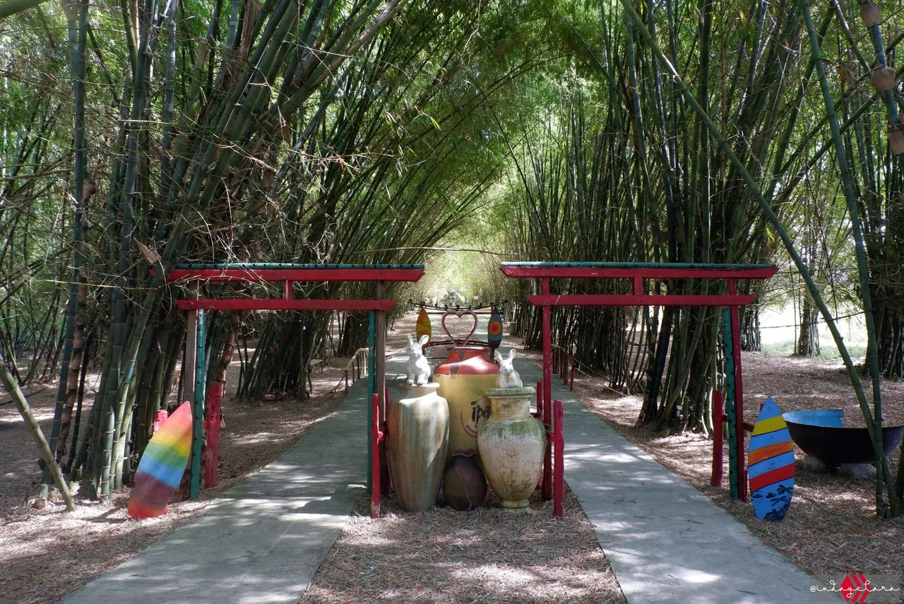bamboo06.JPG