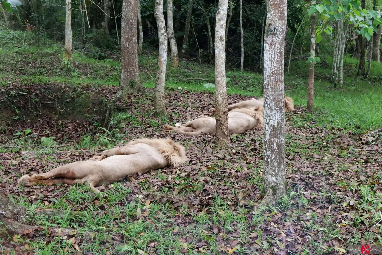 Cebu Safari (72).JPG