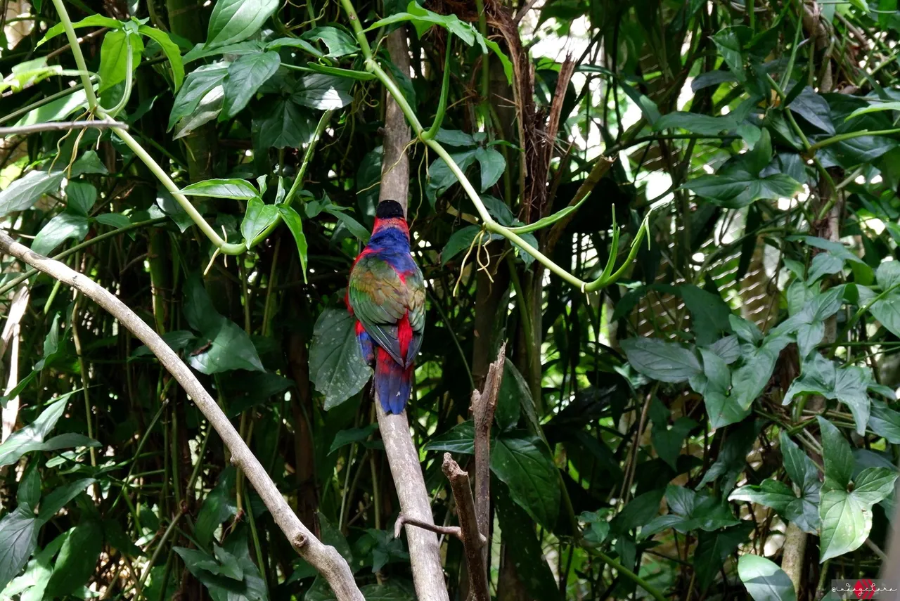 Cebu Safari (54).JPG