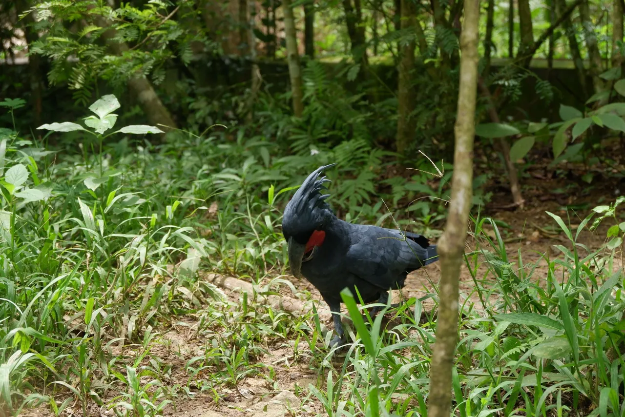 Cebu Safari (231).JPG