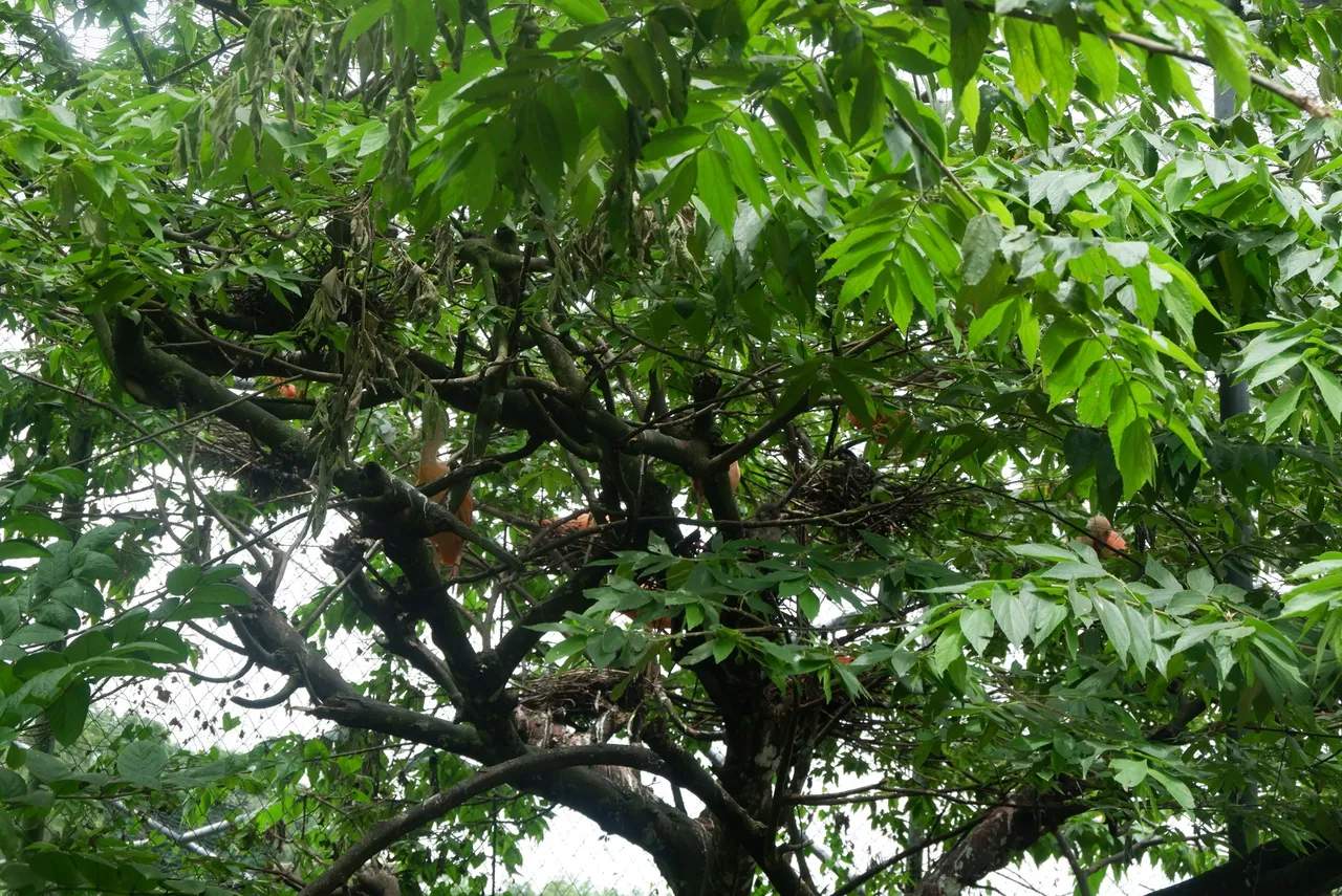 Cebu Safari (165).JPG