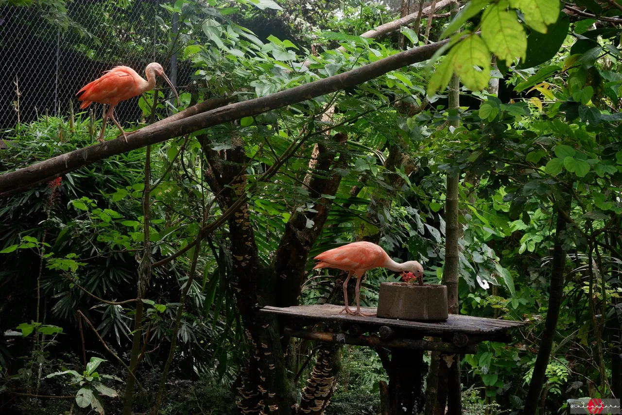 Cebu Safari (164).JPG