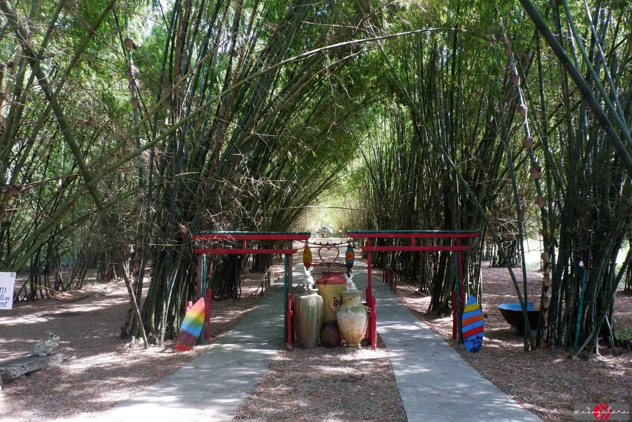 bamboo05.JPG