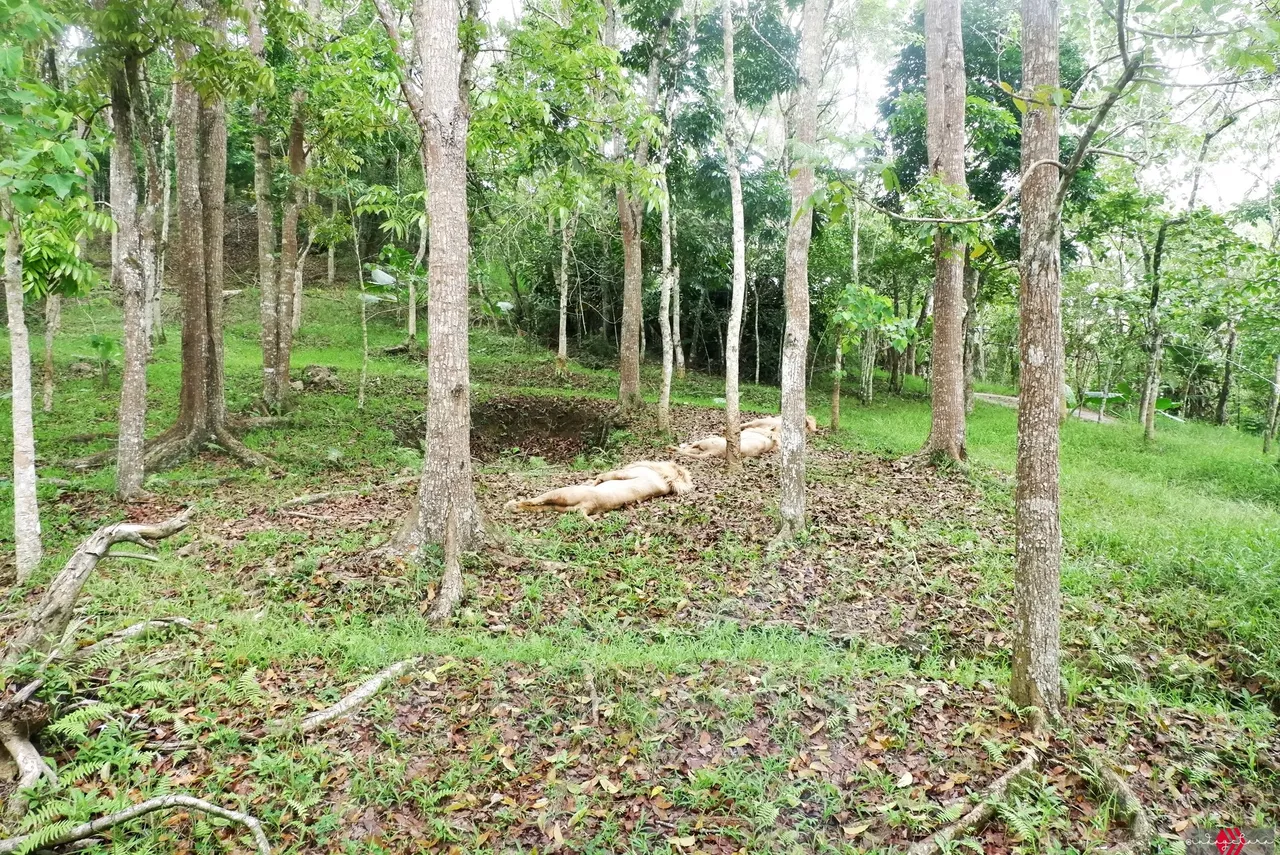 Cebu Safari (71).JPG