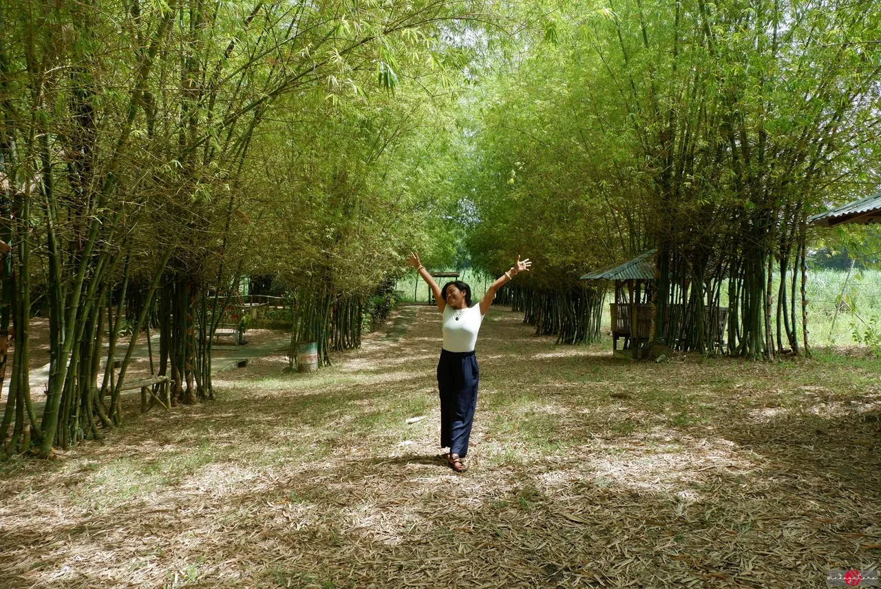 bamboo160.JPG
