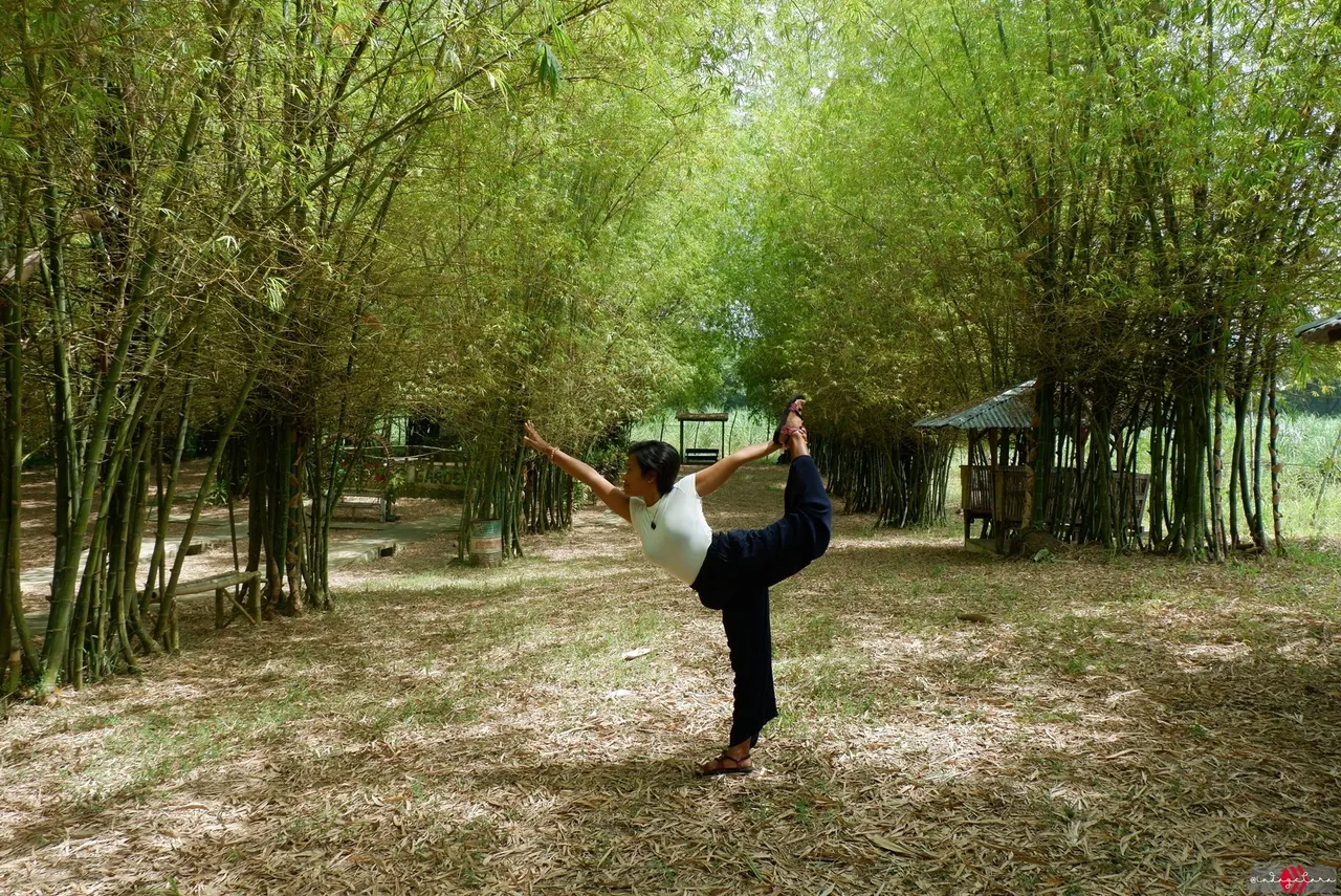 bamboo162.JPG