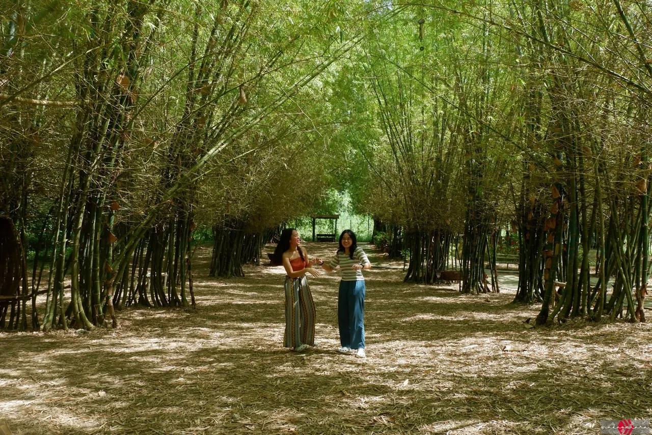 bamboo57.JPG