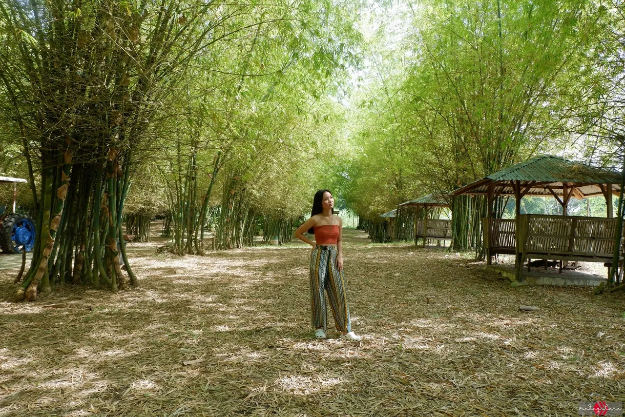 bamboo13.JPG