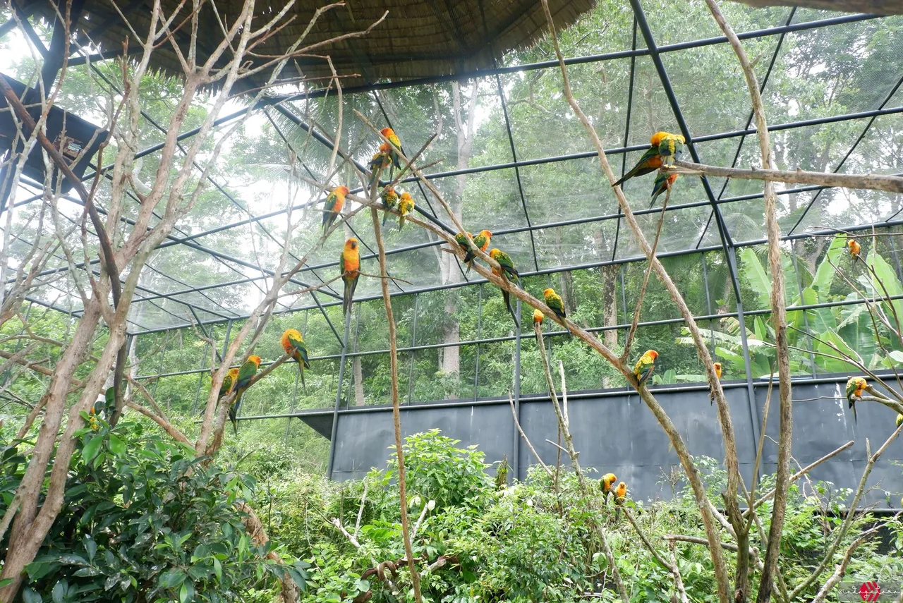 Cebu Safari (220).JPG