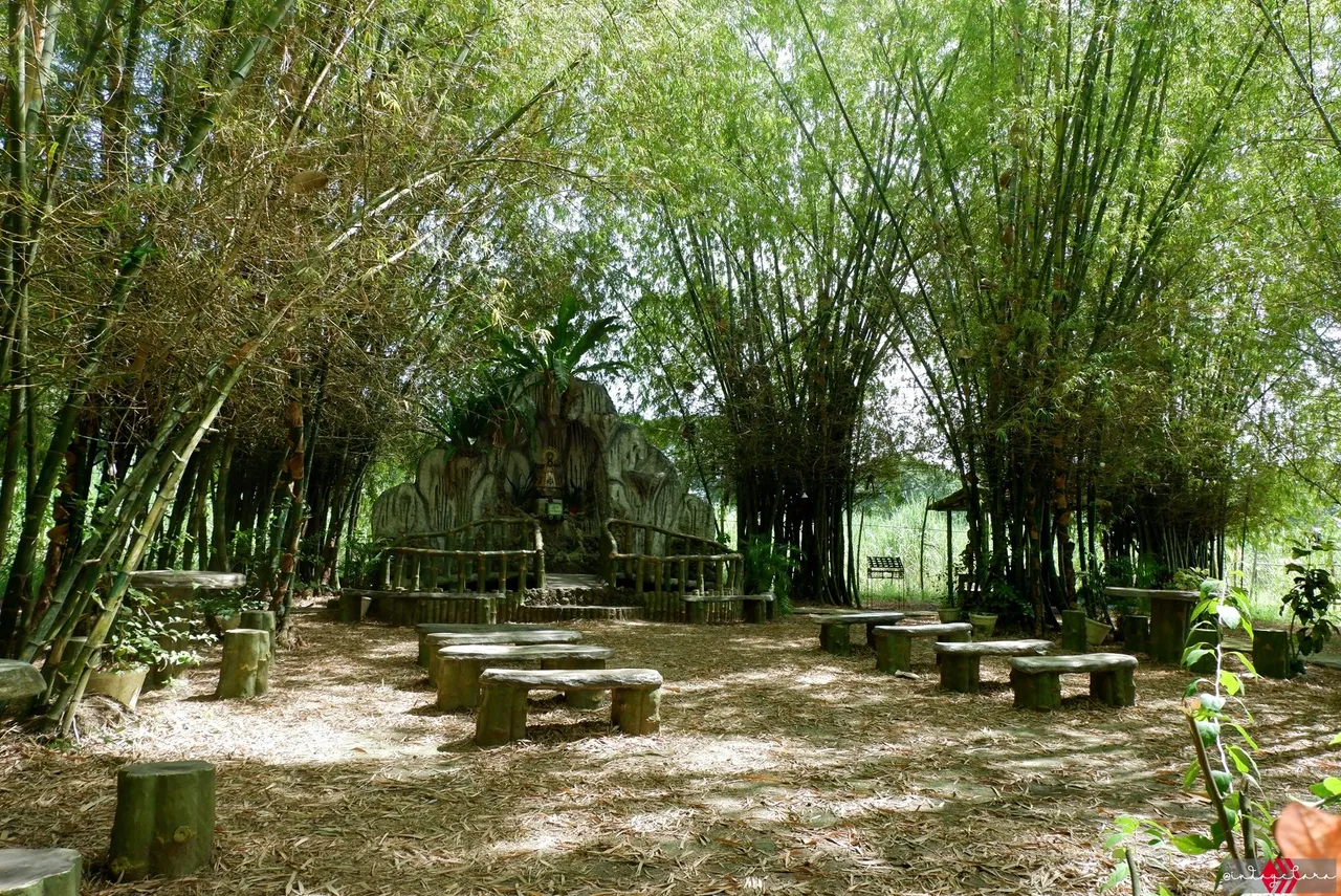 bamboo78.JPG
