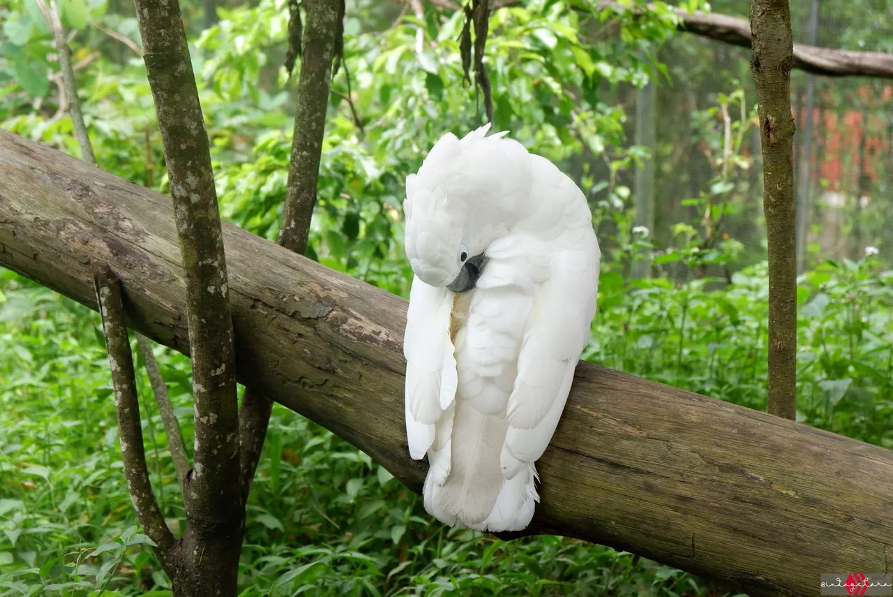 Cebu Safari (208).JPG