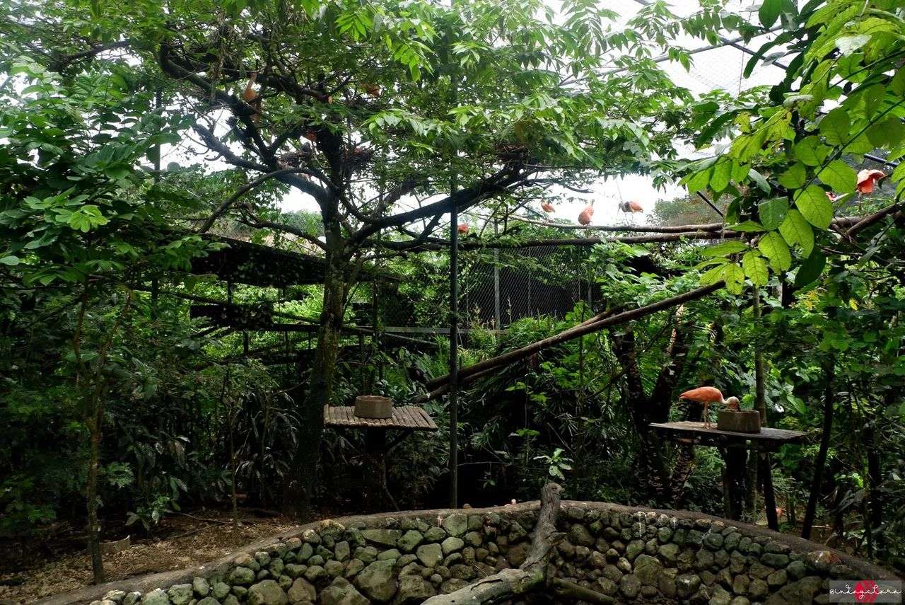 Cebu Safari (166).JPG