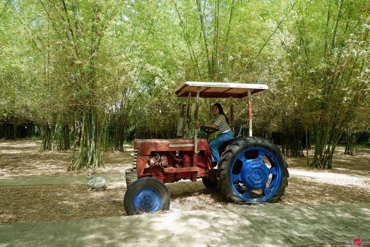 bamboo92.JPG