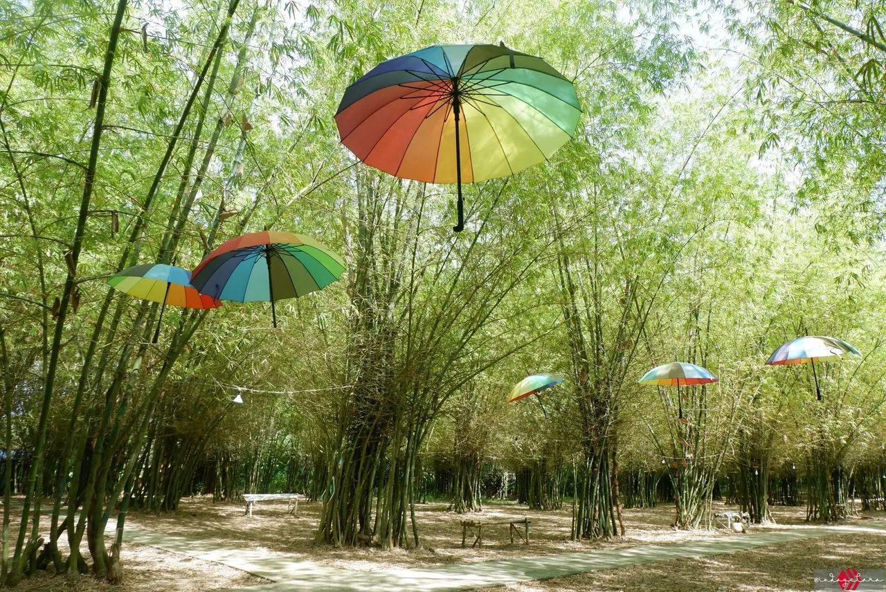 bamboo09.JPG