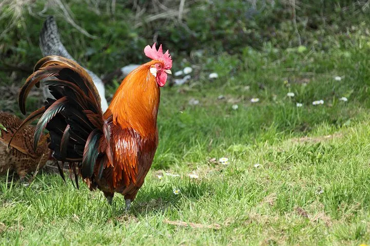 animal-2574__480.jpg