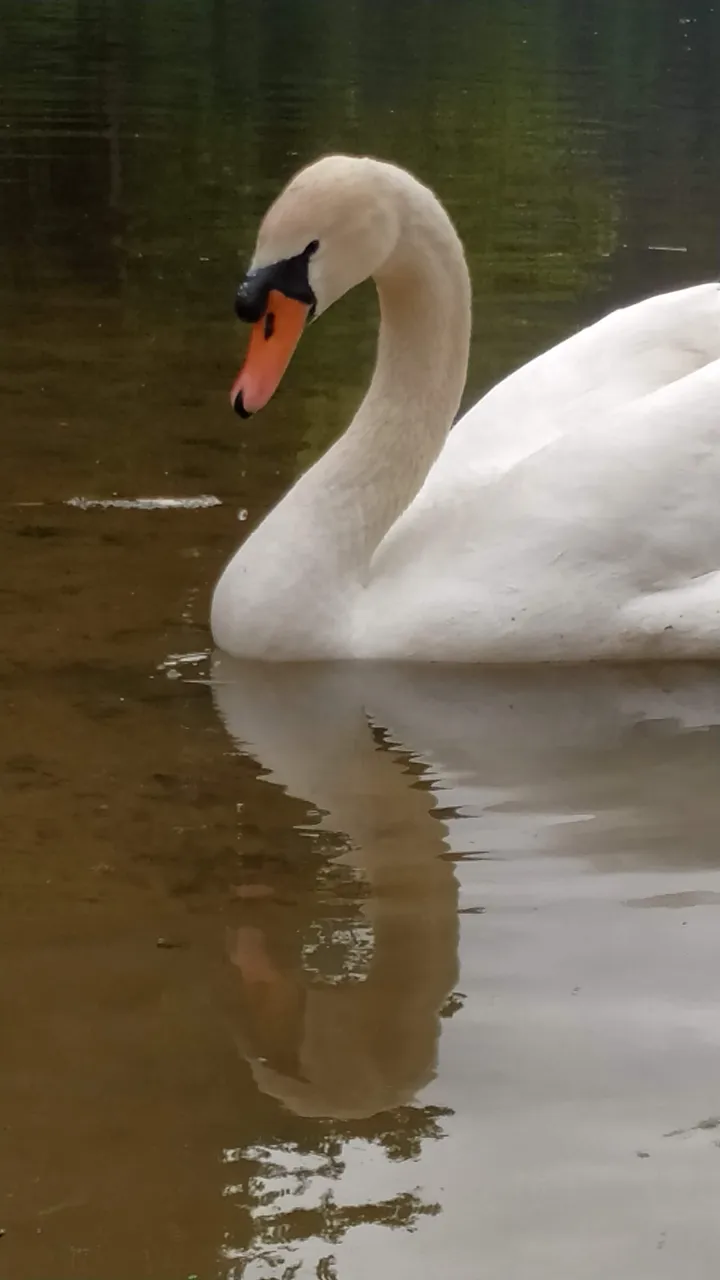 swaninnnnnnn.jpg