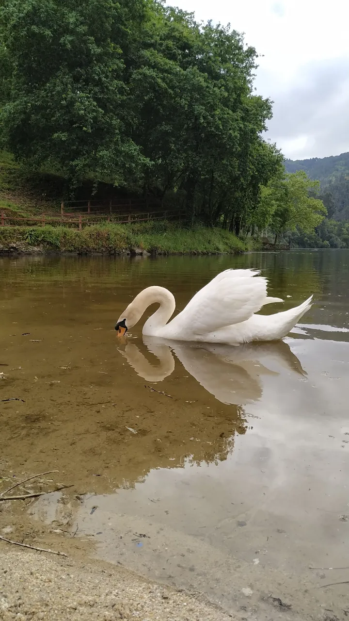 swaninnnnn.jpg